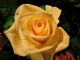 2011-christ-roi-rose