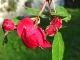 2011-rose-rouge-cloitre