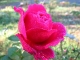 2011-rose-rouge-rond-point